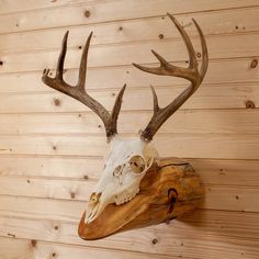 a deer's skull mounted on the side of a wooden wall