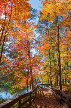 a wooden bridge surrounded by trees with fall leaves on the ground and water in the background