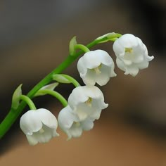 some white flowers with green stems in the foreground