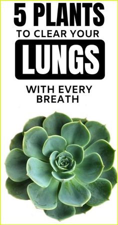 a plant with the words 5 plants to clear your lungs with every breath on it