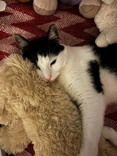 a black and white cat laying next to a teddy bear