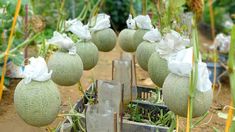 there are many cantaloupe hanging in the garden