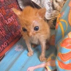 a small orange kitten sitting on top of a couch