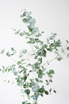 a vase filled with green leaves on top of a table