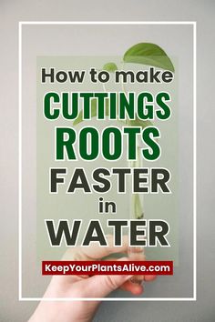 someone holding up a poster with the words how to make cuttings roots faster in water