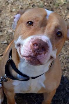 a brown and white dog is looking up at the camera