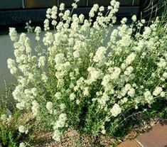 some white flowers are growing on the side of a building near a brick walkway and water