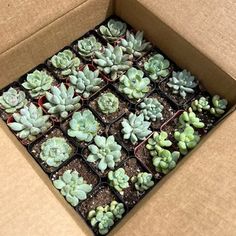 a box filled with lots of succulents sitting on top of a table