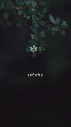 an image of flowers in the dark with words written in english and korean on it