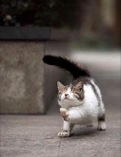 a cat that is standing on its hind legs