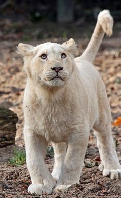 a small white lion cub walking across a dirt field