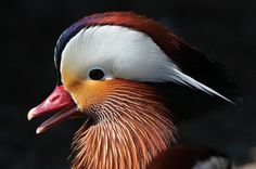 a close up of a bird with an orange beak