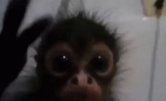 a monkey with big eyes peeking out from under the covers in a bath room or bathroom