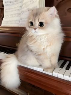 a fluffy white cat sitting on top of a piano