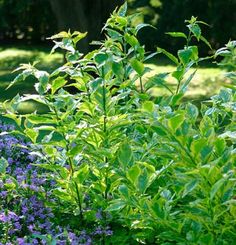 some purple flowers and green leaves in the grass near trees with blue flowers on them