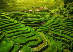 the terraced rice fields are covered in green moss stock photo and royalty - free