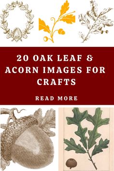 the cover of 20 oak leaf and acorn images for crafts, including an acorn