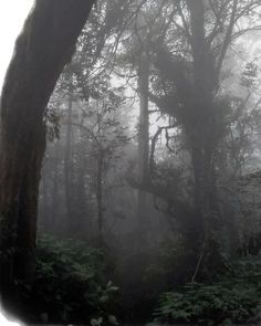 #dark #forest #foggy #liminal #woods #trees Rainforest Aesthetic, Fog Aesthetic, Dark Trees, Aesthetic Tree, Trees Aesthetic, Fog Forest, Dark Weather, Grey Forest, Tree Aesthetic