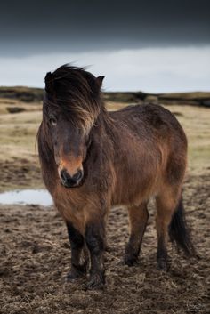 a brown horse standing on top of a dirt field next to a grass covered field