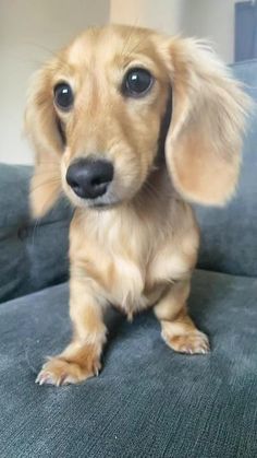 a small brown dog sitting on top of a couch