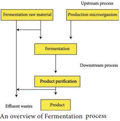 a flow diagram showing the process of fermentation and processing in an organization