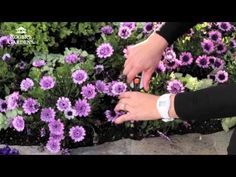 two hands are touching purple flowers with their fingers on the flower bed in front of them