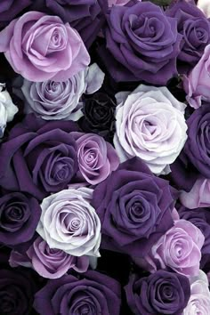 purple and white roses are arranged together