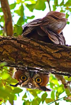 two owls are sitting on the branch of a tree looking at something in the distance