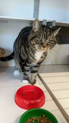 a cat standing on top of a counter next to two bowls with food in them