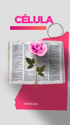 a pink rose sitting on top of an open book with the word celua above it