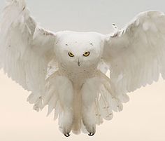 an owl is flying in the sky with its wings spread