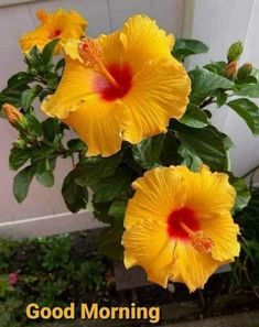 two yellow flowers in front of a white door