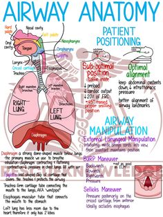 an airway anatomy poster with words and pictures