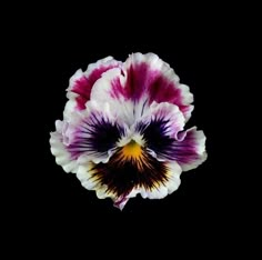 a purple and white flower on a black background