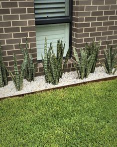 some green plants in front of a brick building with a window and grass on the ground