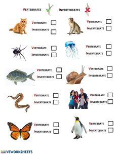 an animal and insect life cycle worksheet is shown in this image, it shows the