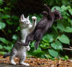 two kittens are playing with each other in the air on their hind legs and paws