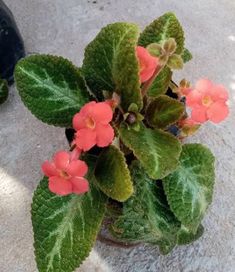 a potted plant with pink flowers and green leaves on the concrete floor next to a black vase