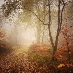 a foggy path in the woods with lots of trees and leaves on the ground