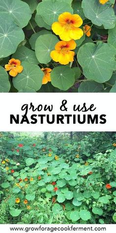 yellow flowers and green leaves with text overlay how to grow nasturtums