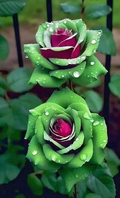 two roses with water droplets on them are in the middle of some green leaves and grass