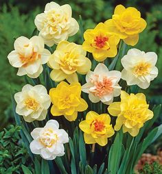 a bunch of yellow and white flowers with green leaves