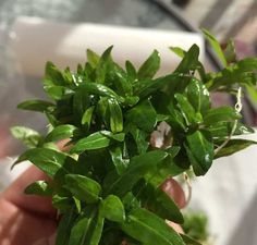 a person is holding some green plants in their hands