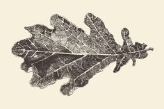 an oak leaf is shown in black and white