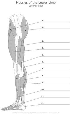 the muscles of the lower limb and upper limb are shown in this diagram, with labels on