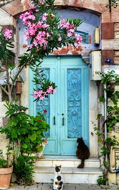 two cats sitting in front of a blue door with pink flowers growing on the outside