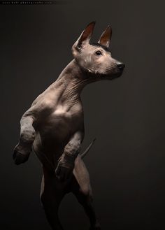 a hairless dog standing on its hind legs