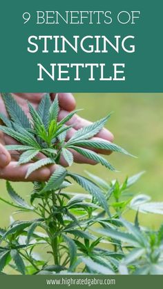 Stinging Nettle Natural Remedy, Benefits, Wonder