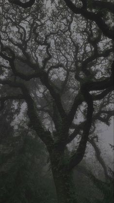 an old tree with no leaves in the fog