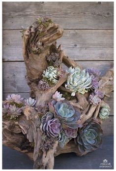 an arrangement of succulents and other plants in a driftwood sculpture